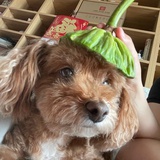 不吃苹果皮