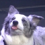 鱼鱼鱼鱼鱼