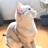 猫猫叫咪咪