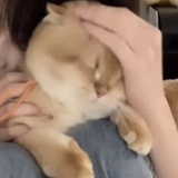 momo