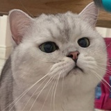泡泡糖