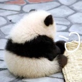 小熊猫