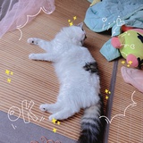 臭臭阿