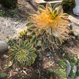 SunMoon12