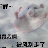 澳洲食人鳄