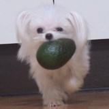 乱飞粒子