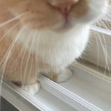 太阳猫