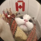 鸭鸭就要wink