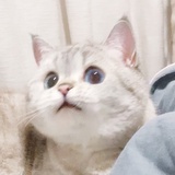 快乐小猪