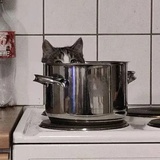 铁锅炖小猫