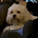 垮起个p脸