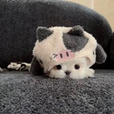 咸蛋黄
