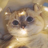 我和猫都想你℡