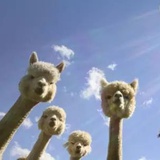 请叫我王哒哒