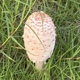 三碗牛肉面