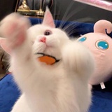 吃🍉从不二线