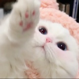 哒黎芭芭