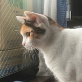 桃玉