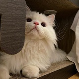 喵嗷