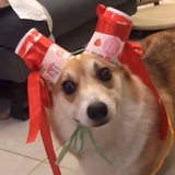 浮离败格