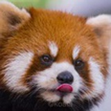 吃瓜子