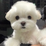lululululu88