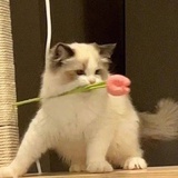 奶茶加冰不加糖