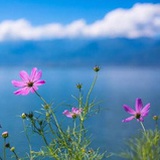 F