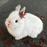 脆香饼