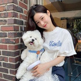 傻猪吃白菜