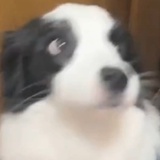 再看看呢
