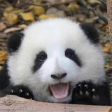 金振焕然一新