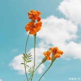 浅月微光