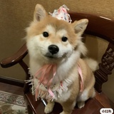 啾啾
