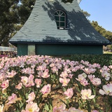 麦芽糖