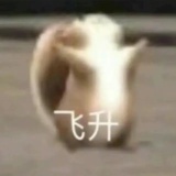 飞天鼠子！