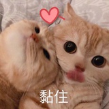 狗子孖