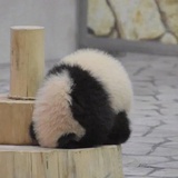 奇奇怪怪吃瓜人