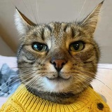 林
