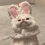 一只狗狗在睡觉