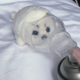 沉溺在风里的梦