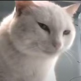 消毒棉球