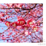一帆风顺