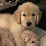Mercer