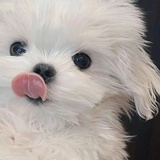 来世做小猫