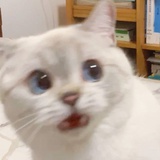 叽奇西
