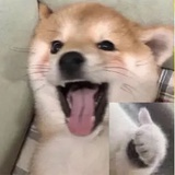 只是一颗桂圆