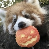 爱吃苹果小熊猫