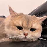 小胖子