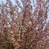 lysally12